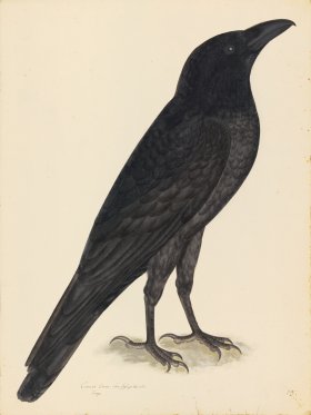 RAVEN . PL 15