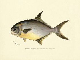 Pompano