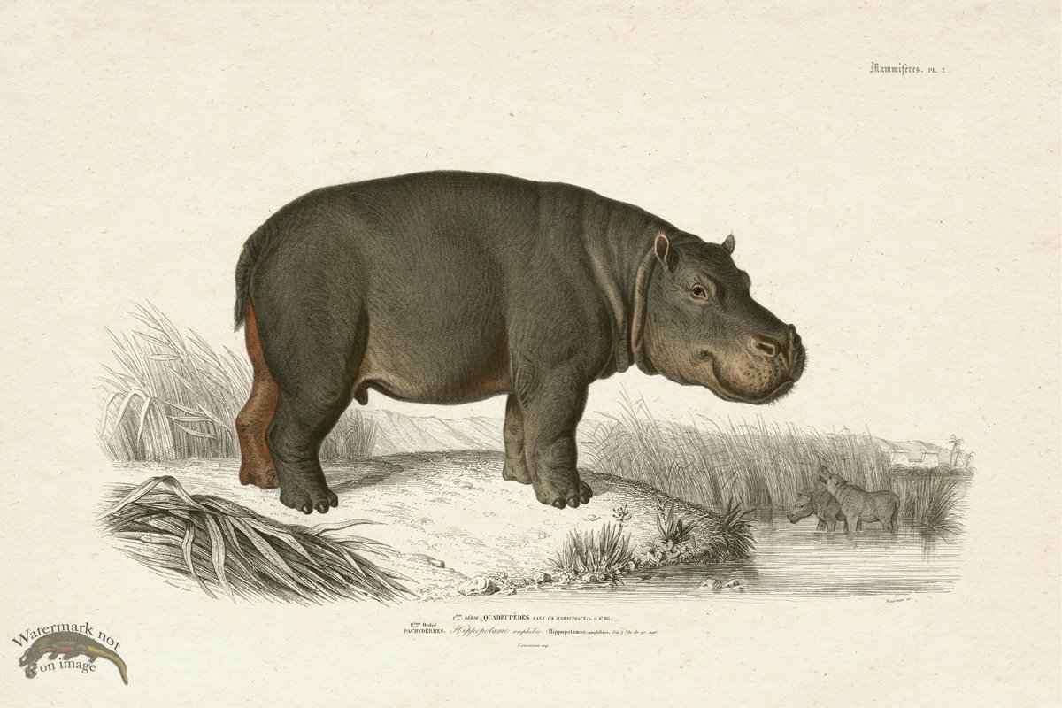 (image for) FNH 07 Hippopotamus