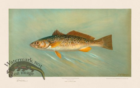 (image for) Weakfish or Squeteague