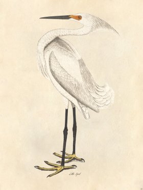 Little Egret - Tribute Bd 08