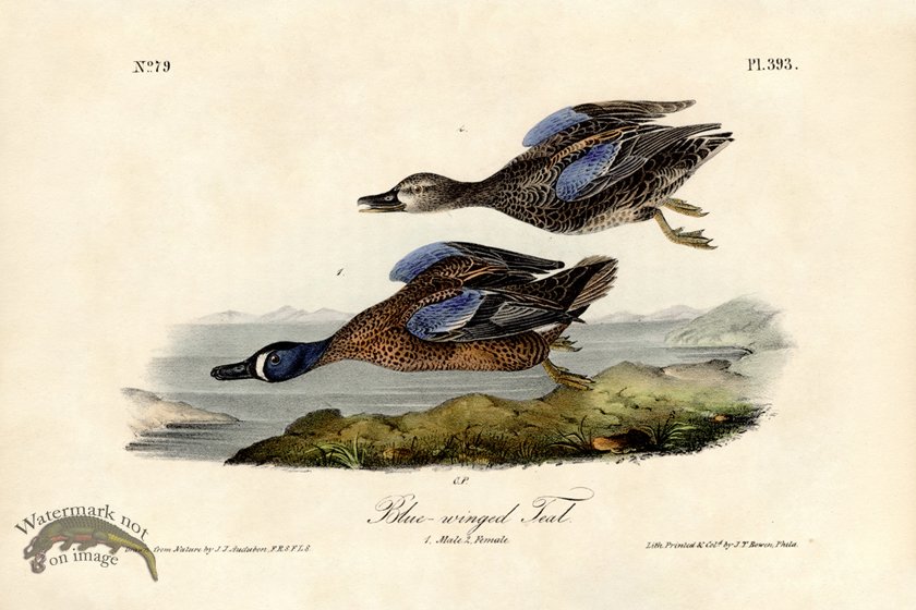 (image for) Blue-winged Teal