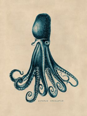 Octopus Teal 14