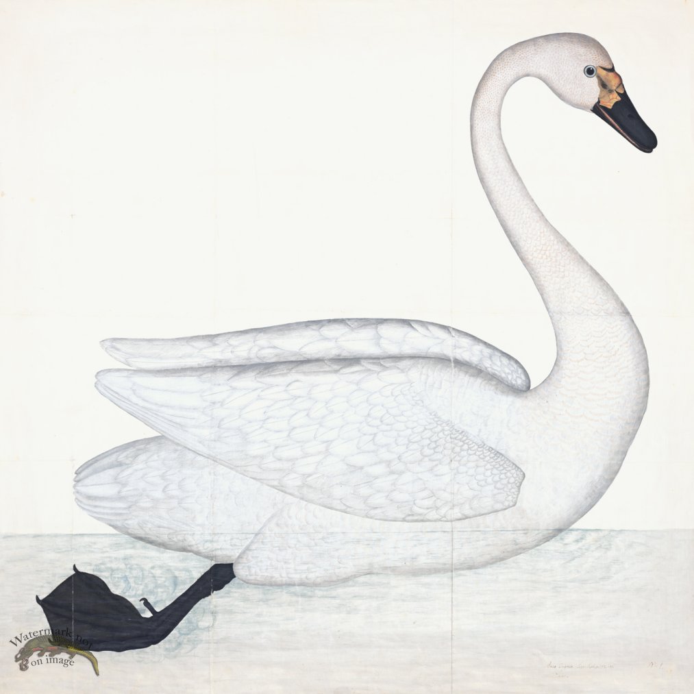 (image for) Rudbeck 001 Swan 31x31