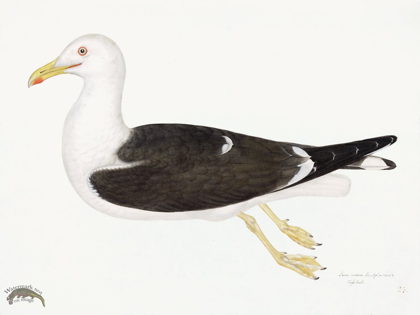 (image for) Rudbeck 023 GULL 24x18