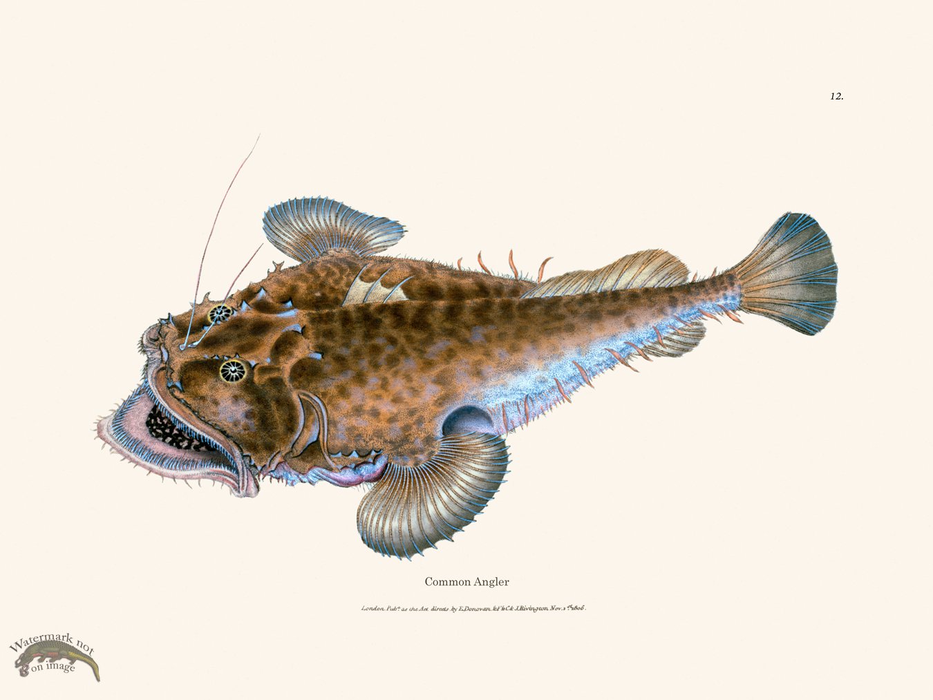 (image for) 012 Common Angler