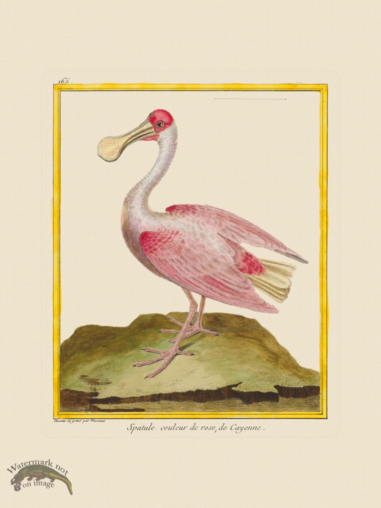 (image for) Martinet Bird 165