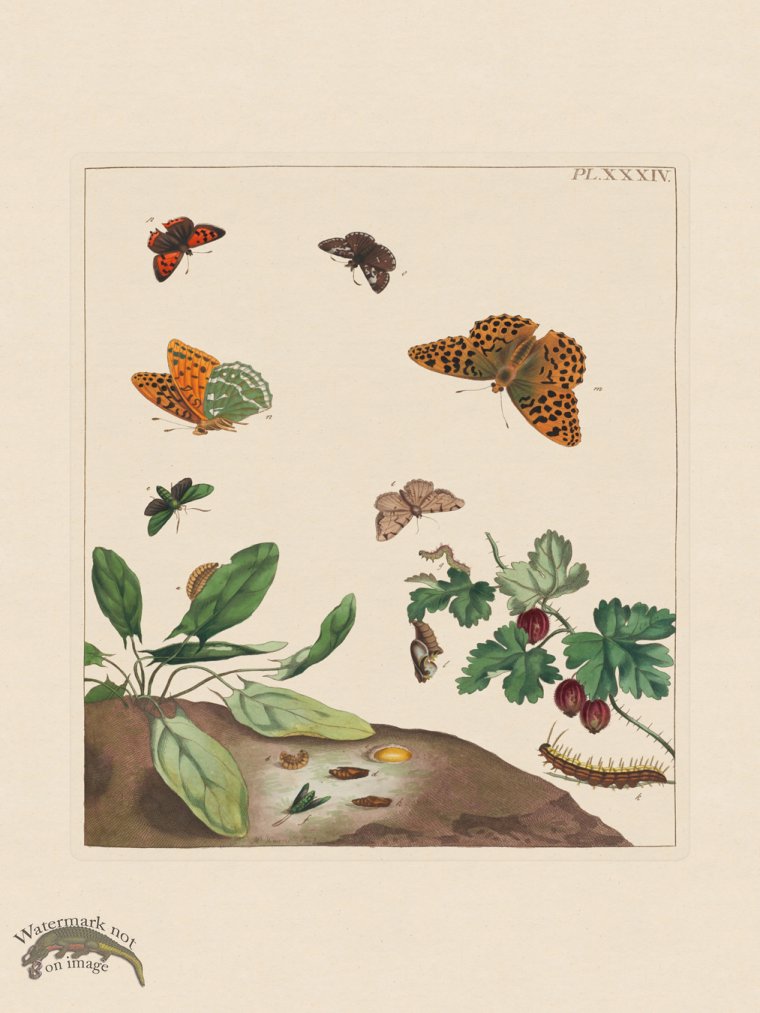 Moses Harris Insects 34