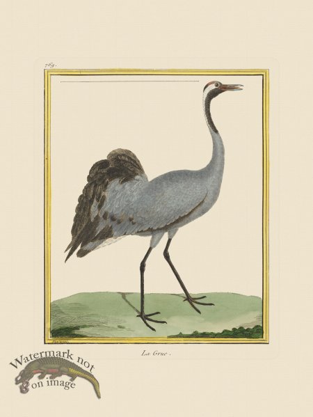 (image for) Martinet Bird 769