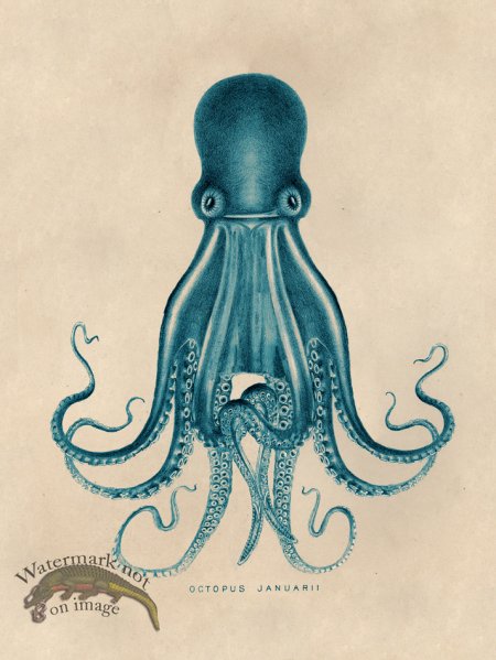 (image for) Octopus Teal 07