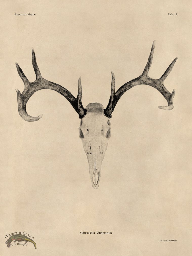 (image for) Tan Bones 09 White Tail