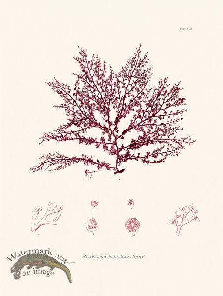 (image for) Bradbury Seaweed 008