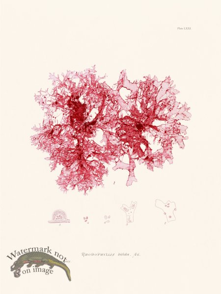 (image for) Bradbury Seaweed 071