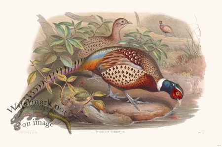 (image for) Gould Game Bird 011