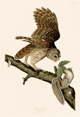 046 Barred Owl