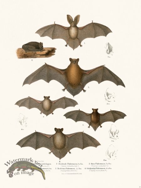 (image for) Bats of the World 03