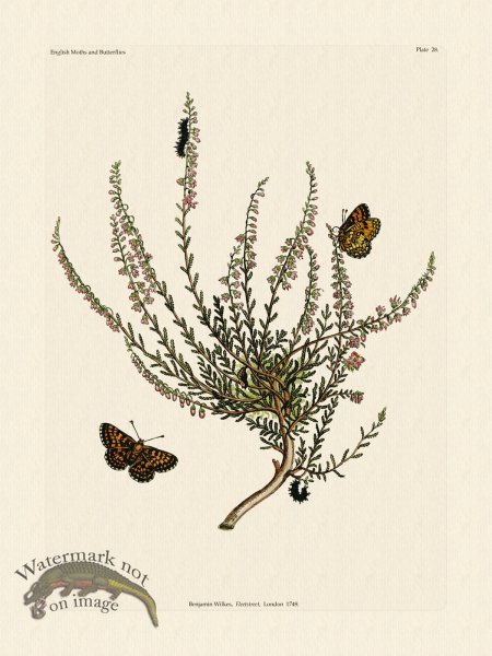 (image for) Wilkes Butterflies 028