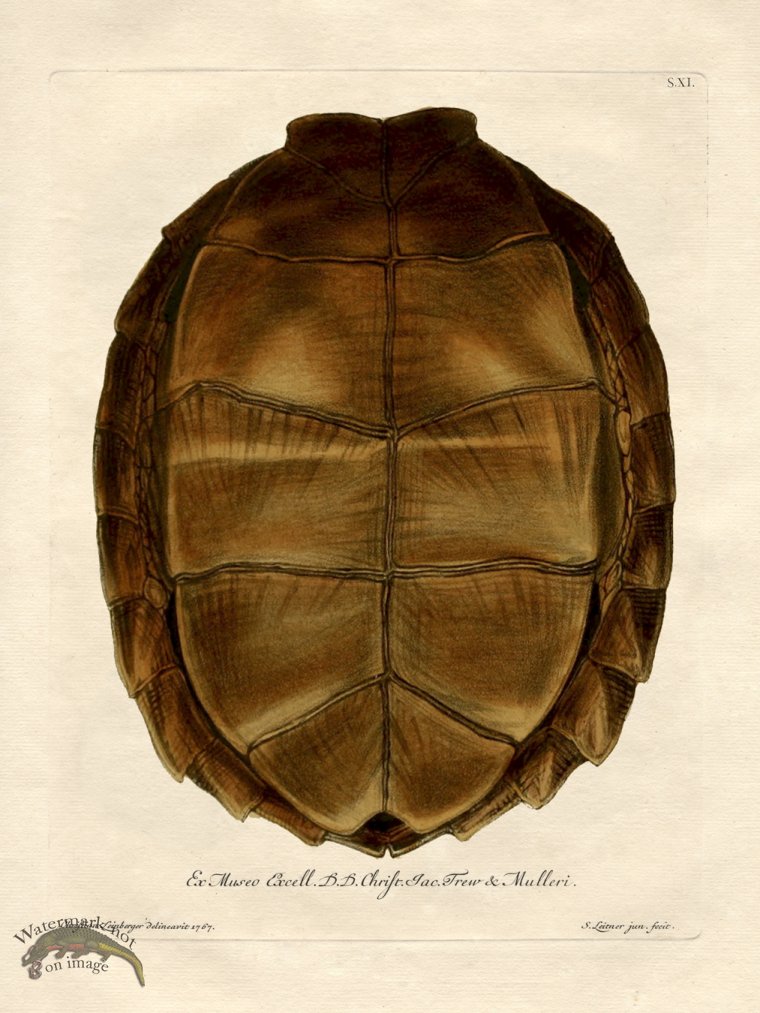 (image for) Trew Turtle Shell 11