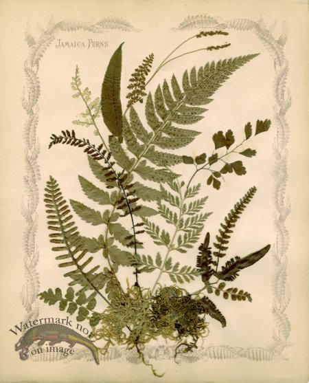 (image for) Jamaican Fern 08