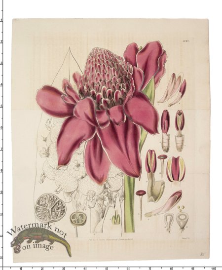 (image for) Curtis Botanical 037