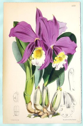 Curtis Orchids 11