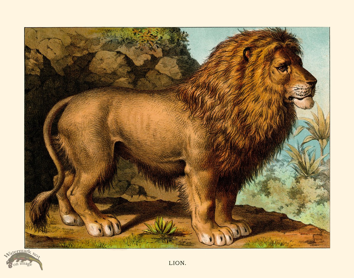 CP 13 Lion