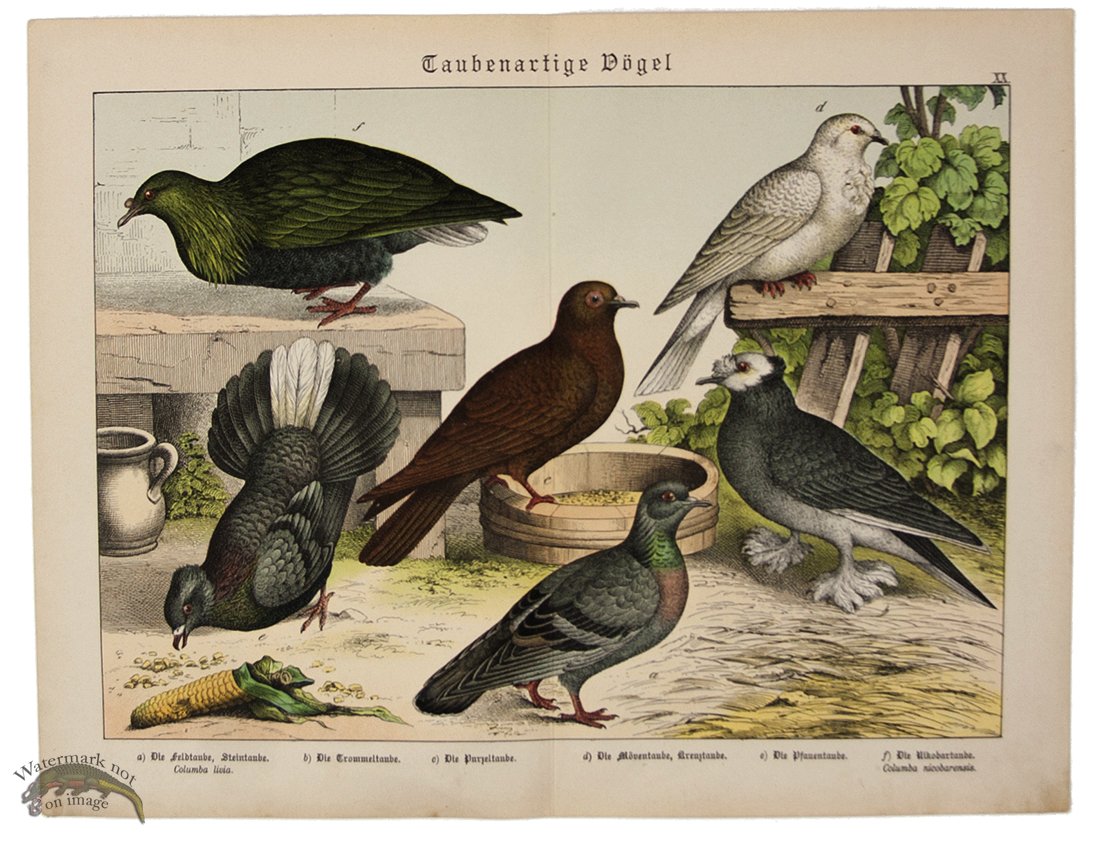 (image for) Dove Quail Pigeon 