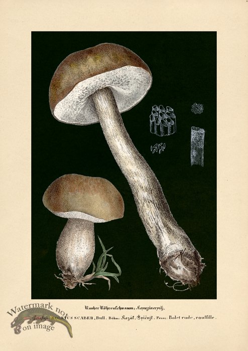 (image for) Beths Shrooms 03