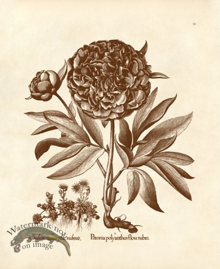 (image for) Besler 18 Peony