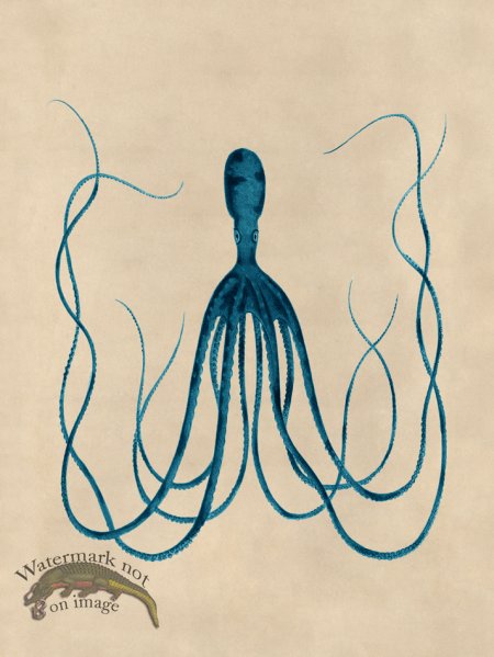 (image for) Octopus Teal 23