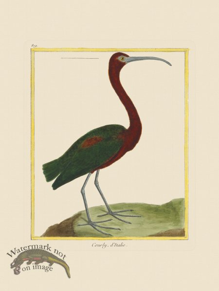 (image for) Martinet Bird 819