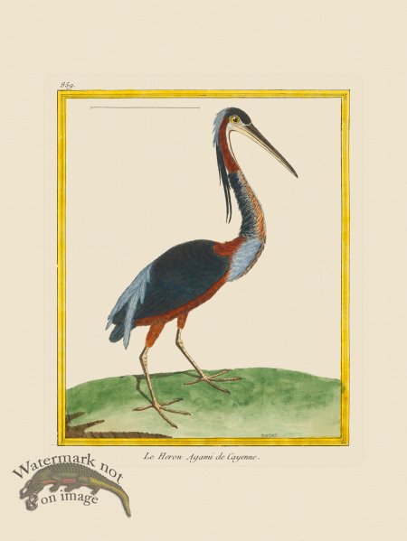 (image for) Martinet Bird 859