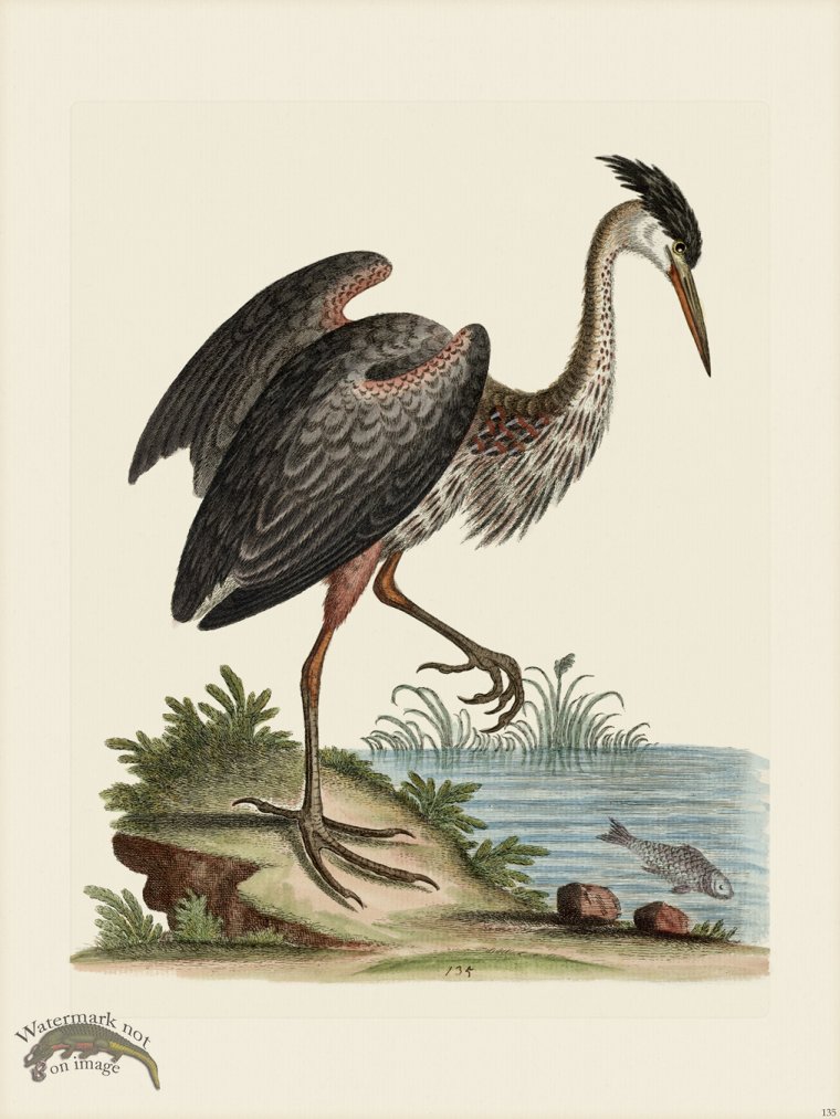 (image for) Edwards 135 Ash-Colour'd Heron - Click Image to Close