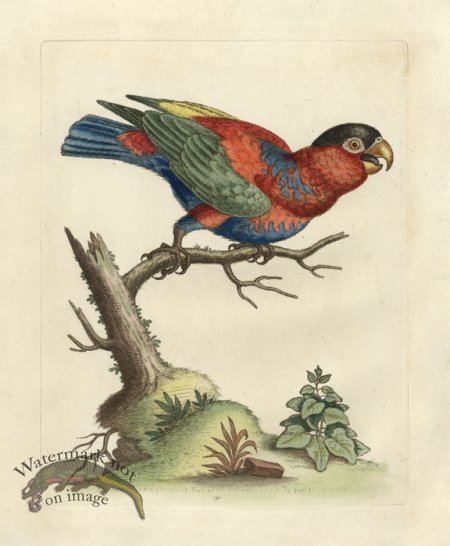 (image for) Edwards Parrot 23.jpg