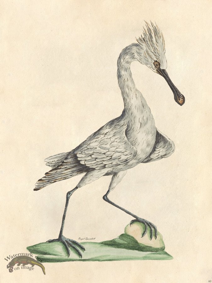 (image for) Regal Spoonbill - Tribute Bd 60 M