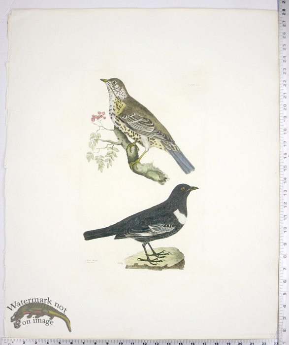 Missel Thrush and Ring Ouzel