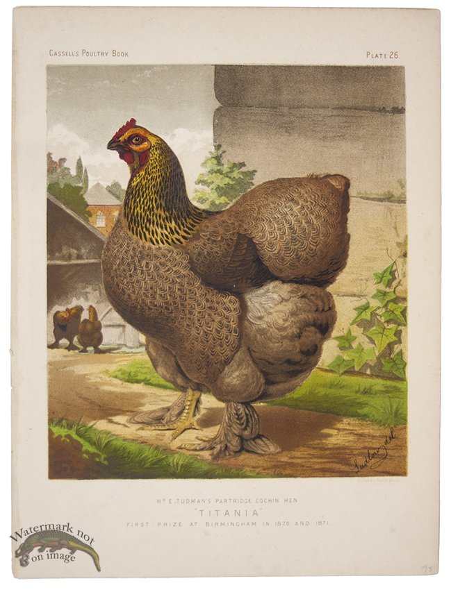 (image for) Partridge Cochin Hen