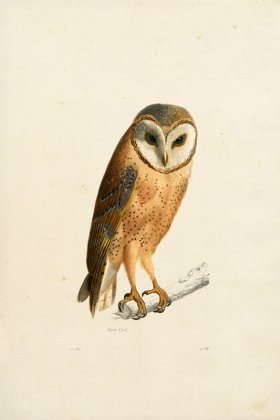 KO 25 Barn Owl