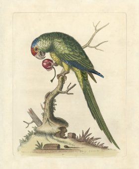 (image for) Edwards Parrot 09.jpg