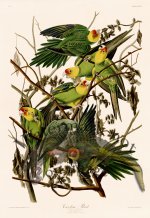 026 Carolina Parrot