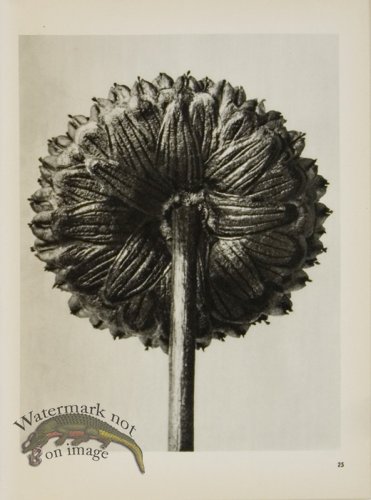 (image for) Blossfeldt T 025