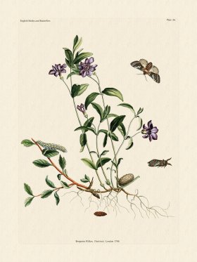 (image for) Wilkes Butterflies 066