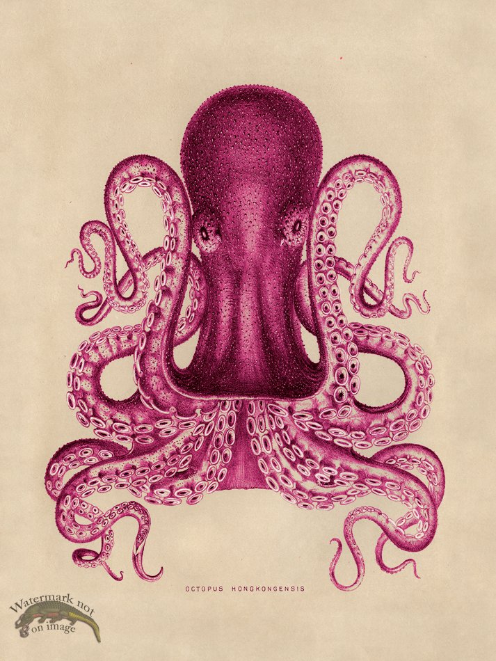 (image for) Octopus Pink 02