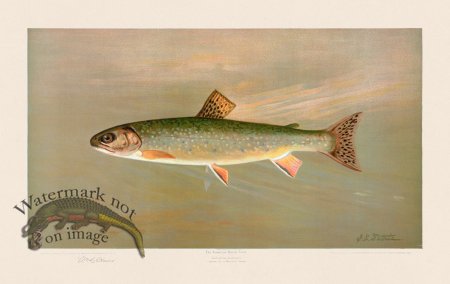 (image for) Brook Trout