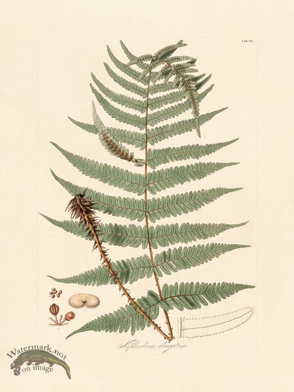 (image for) Hooker Fern 07