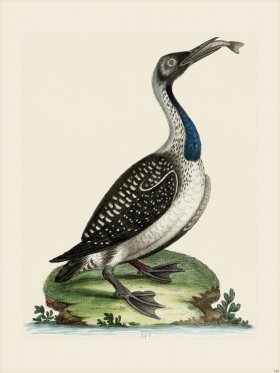 Edwards 146 Loon