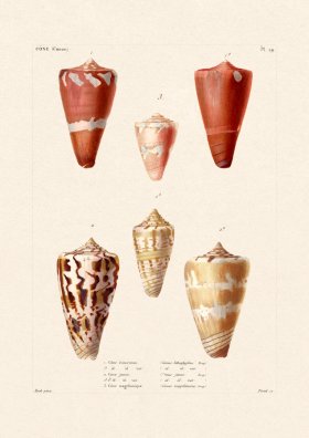 French Shell 029