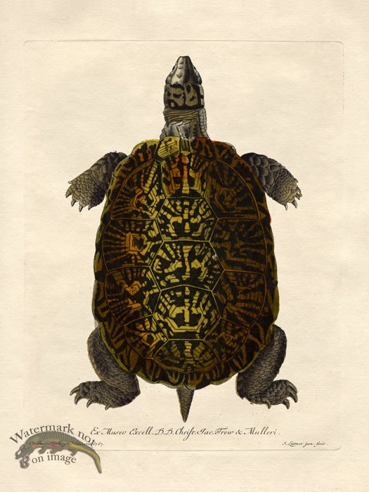 (image for) Turtle 4