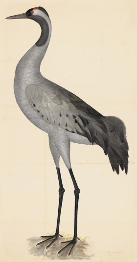 COMMON CRANE PL 2