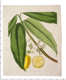 (image for) Curtis Botanical 040